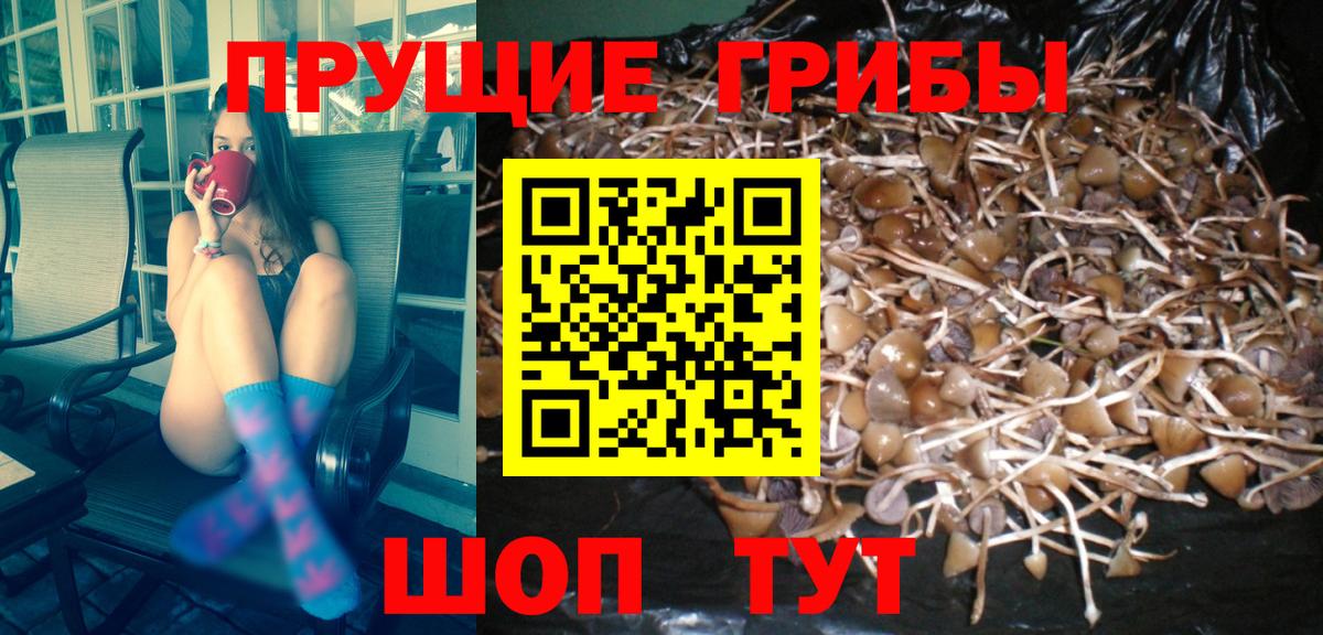 Псилоцибиновые грибы Psilocybine cubensis Белебей